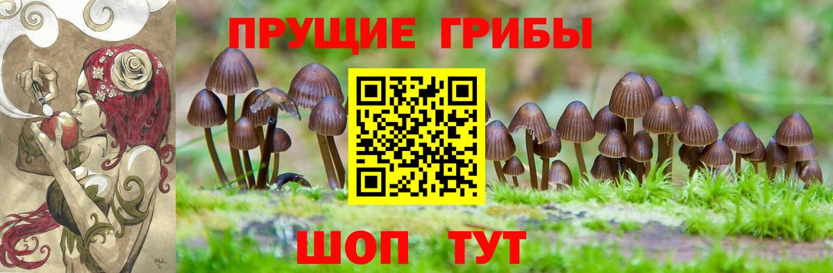 Псилоцибиновые грибы Cubensis Кувандык